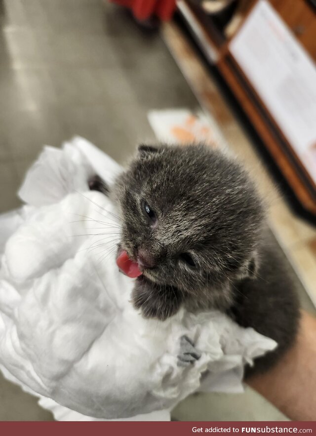 Found this little guy in a parking lot today