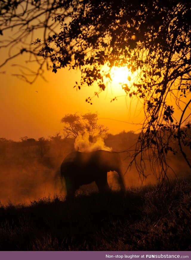 African Elephant in the Morning