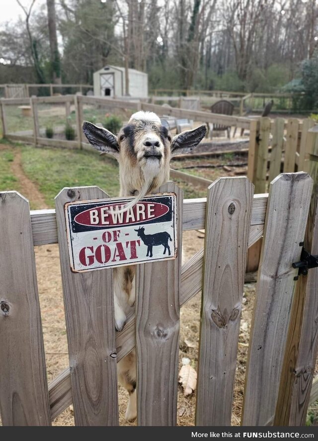 Beware of Goat