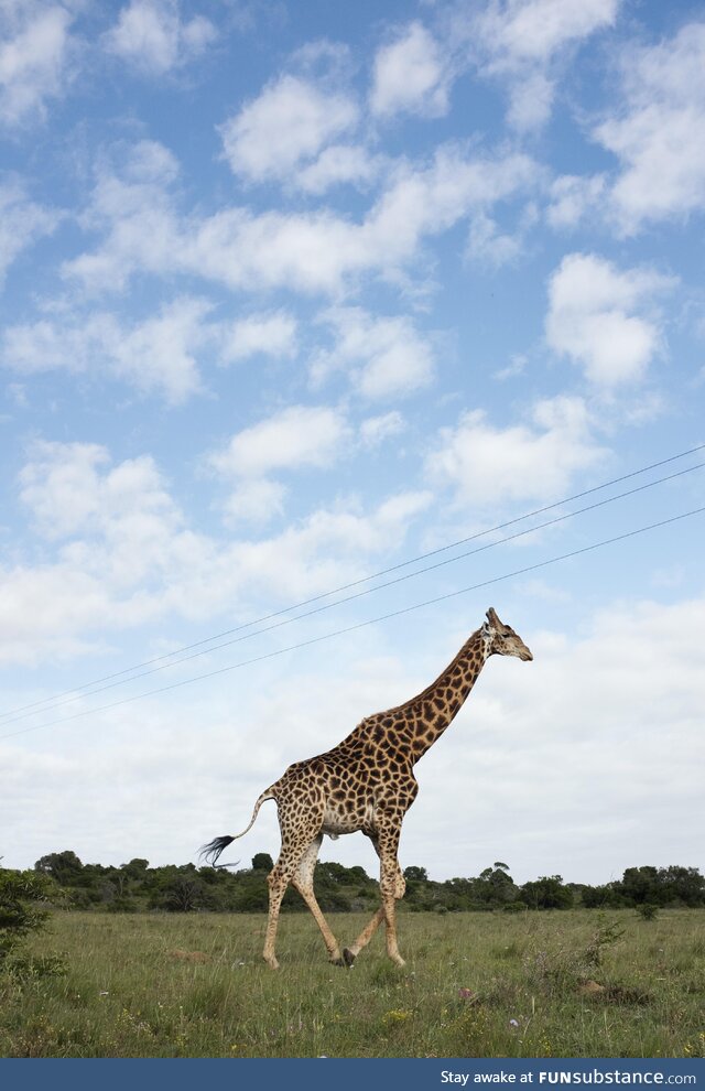 I went on safari in South Africa