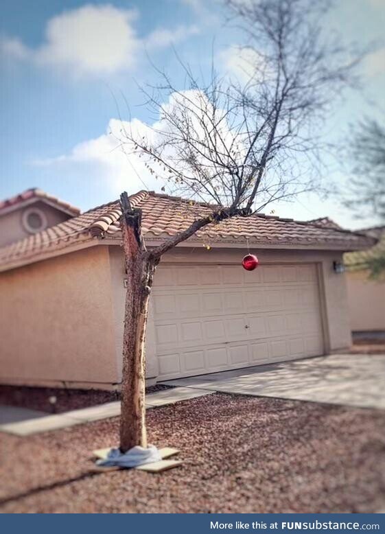 Real life Charlie Brown Christmas tree