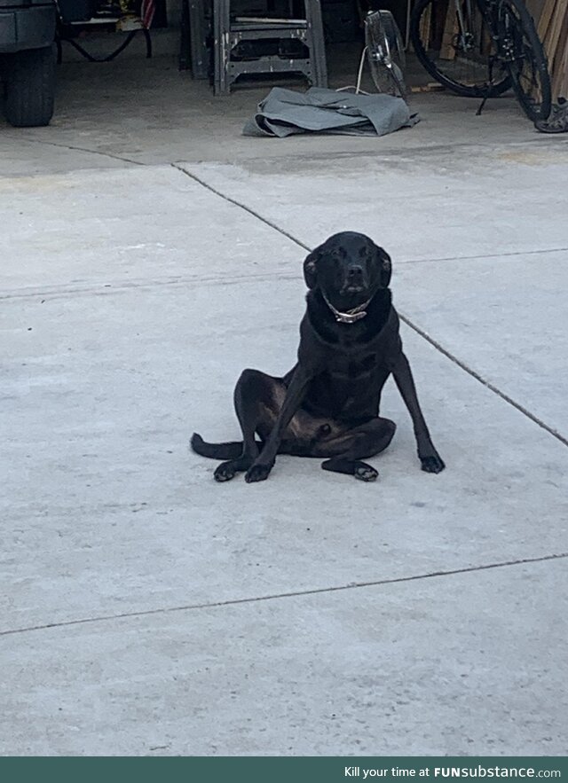 My dog sits weird