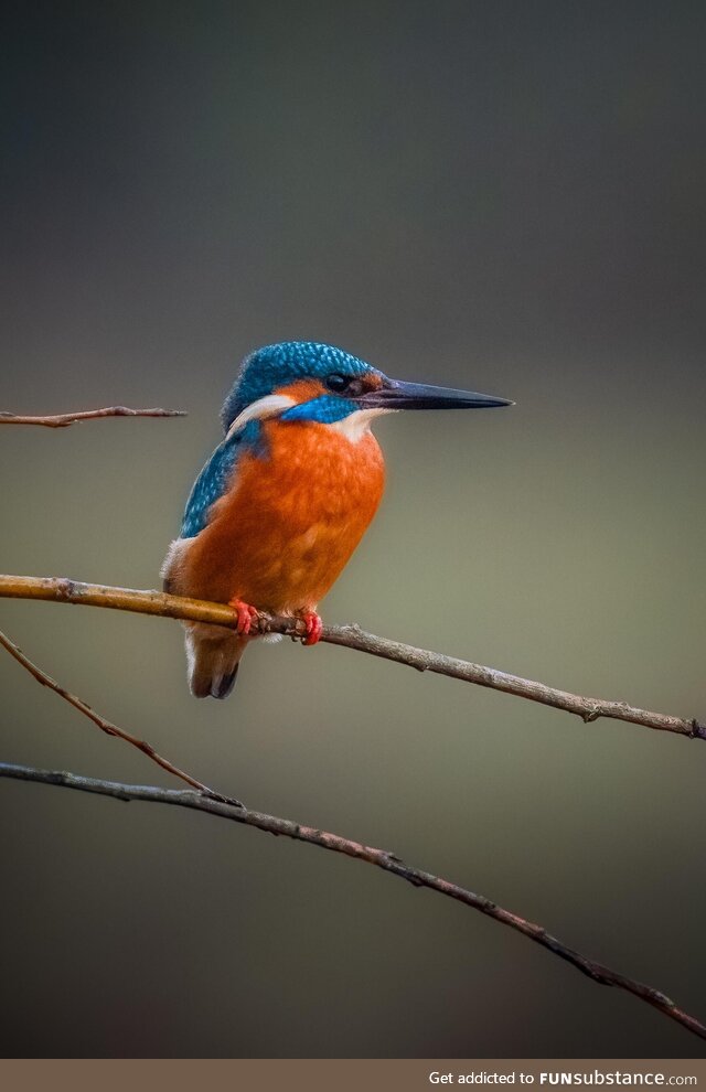 I was lucky enough to capture this stunning colourful Kingfisher against a perfect muted