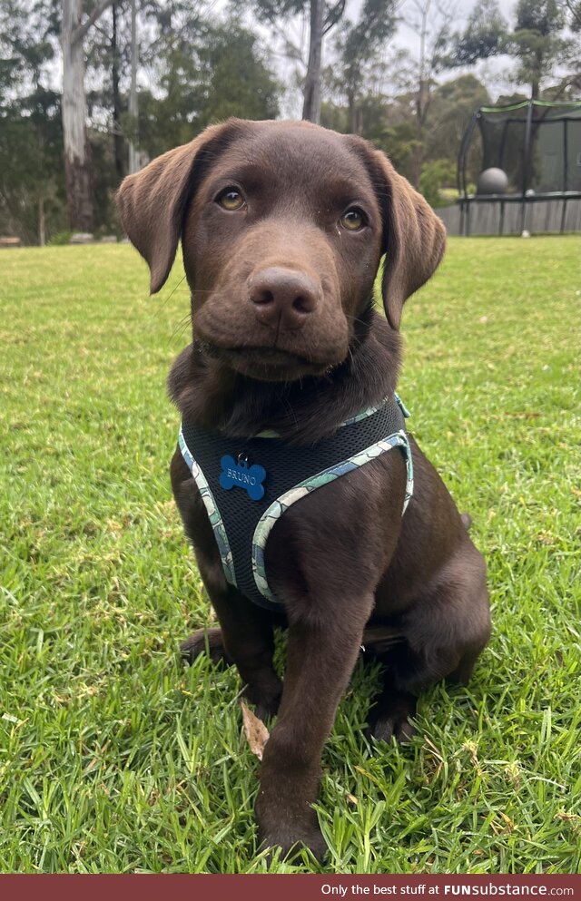 Just a cute pic of my chocolate labrador puppy Bruno! (OC)