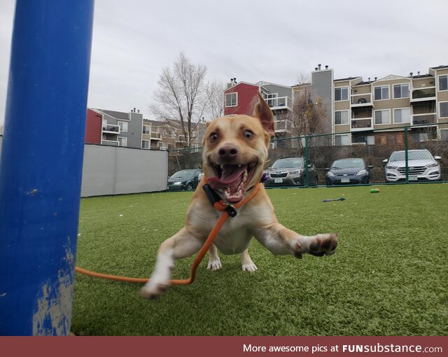 This picture of Azul was taken while he was running/prancing towards me