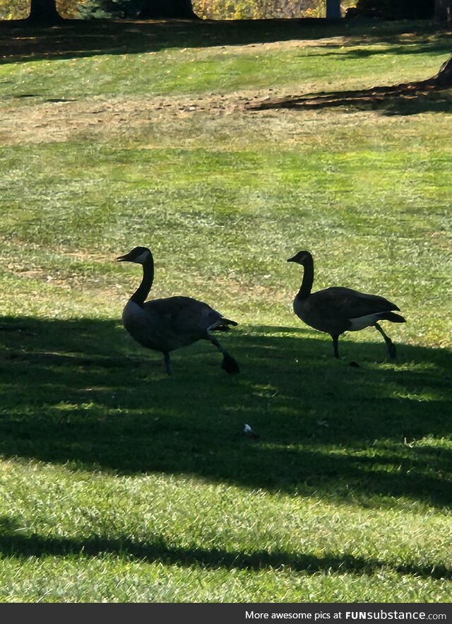 Goose yoga at the golf course? Sorry to interrupt