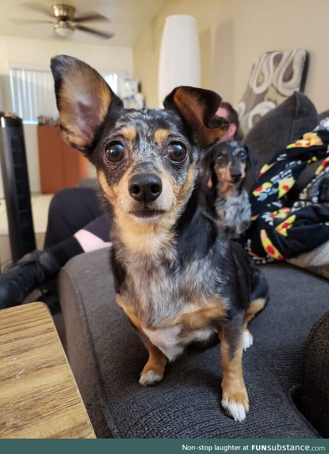 My dog Roxy telling my wife dinner is 1 min late