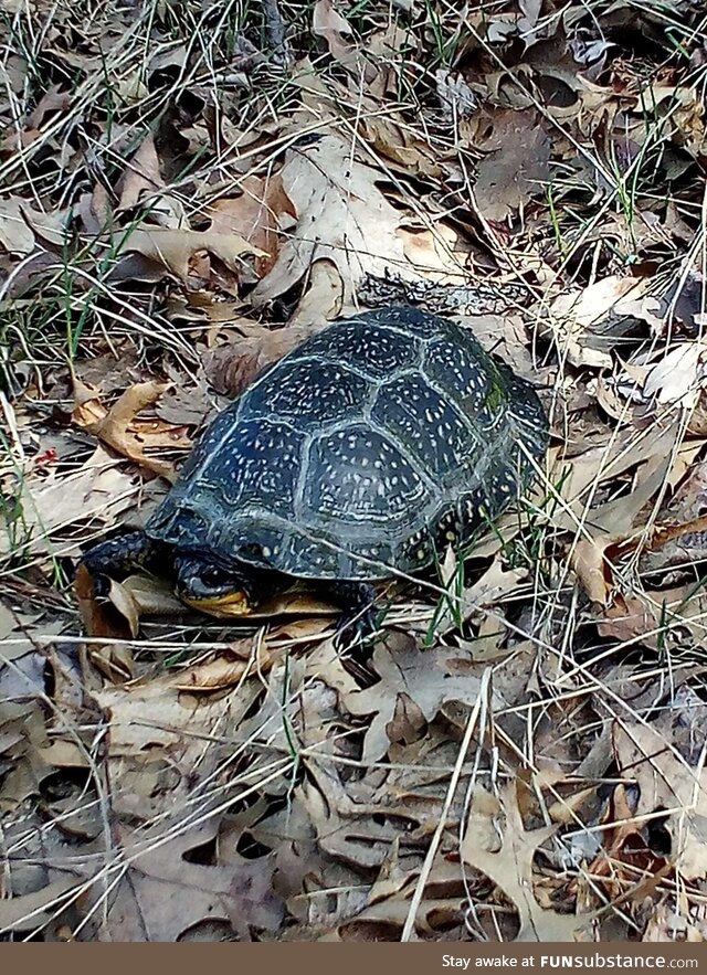 My brother found a blandings turtle