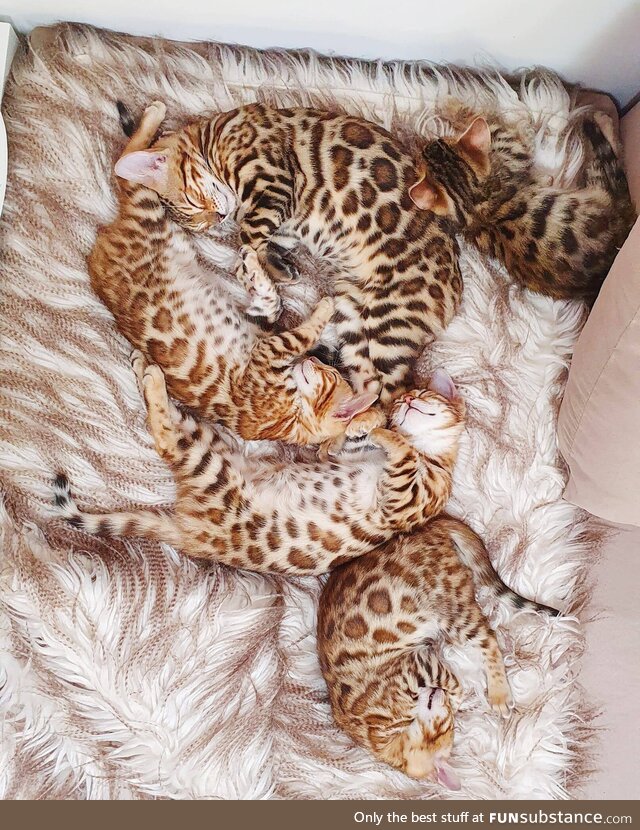 A litter of kittens