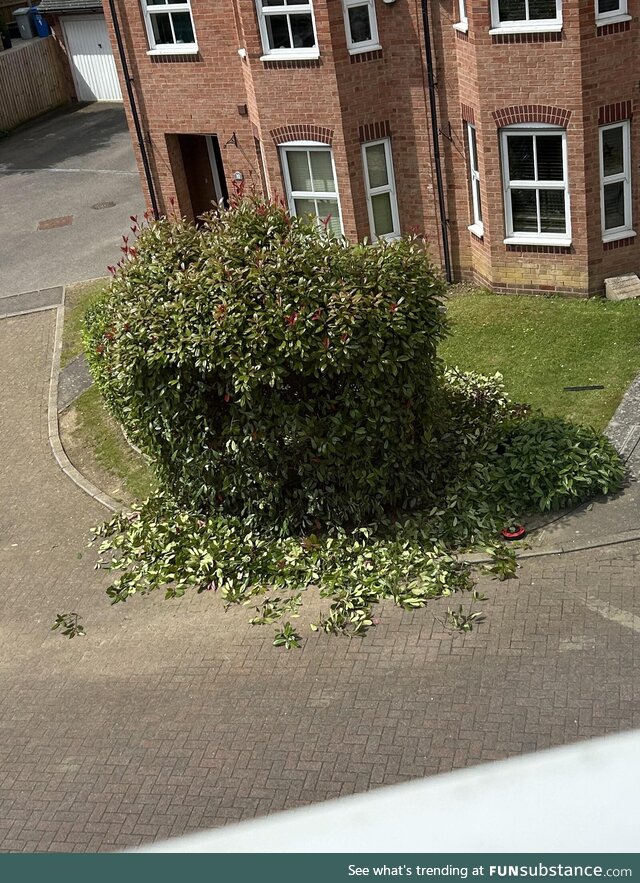 Told the neighbour I'd like to watch her trim her bush. This is not what I meant!