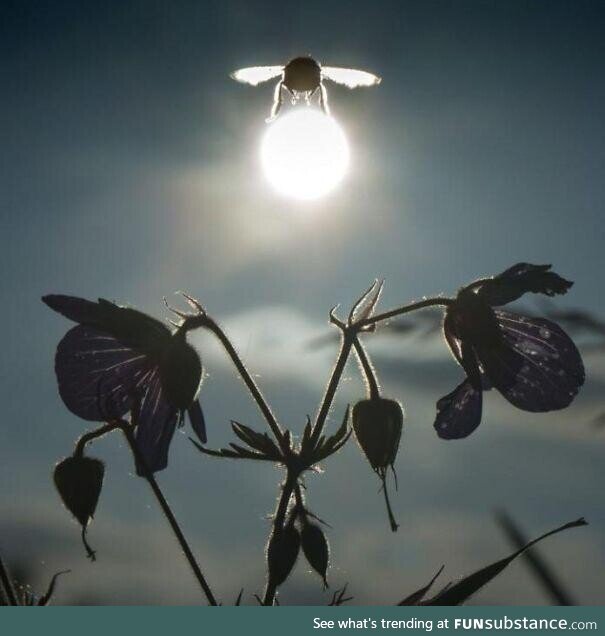 This bee got caught carrying the sun