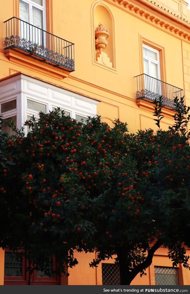 An orange tree and an orange house