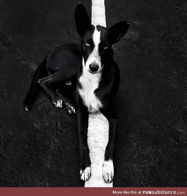 Black and white dog lying on the road