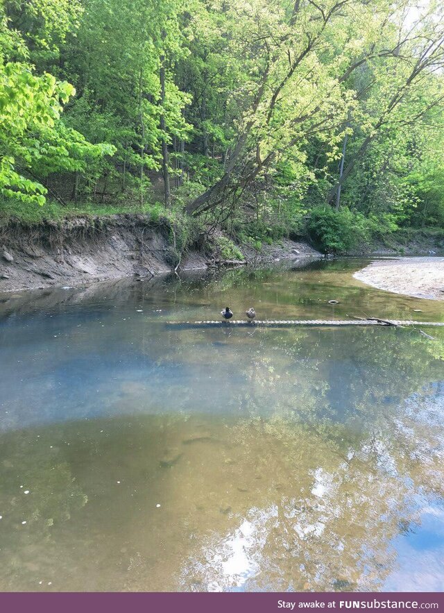 Two ducks on a date