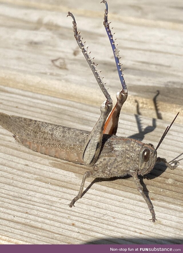 The giant grasshopper on the table raised its arms at me. I think it wants to fight me