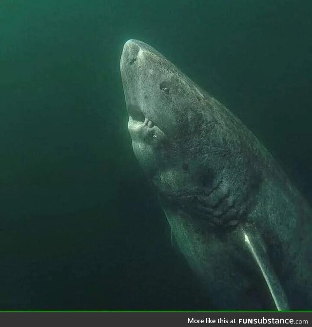 A 392 year old Greenland Shark in the Arctic Ocean, wandering the ocean since 1627