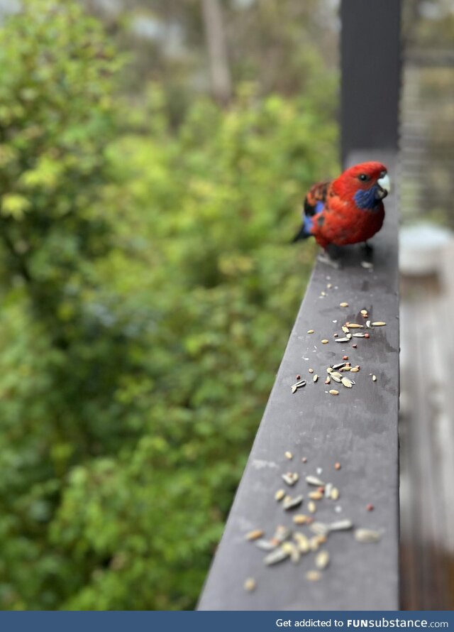 Australian rosella