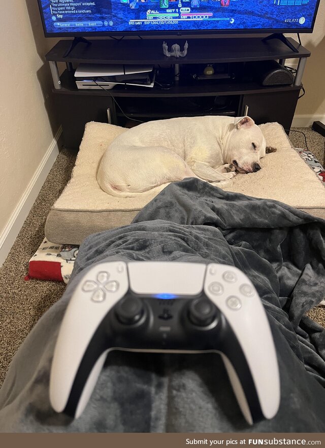 Heated blanket, video games, and dog company