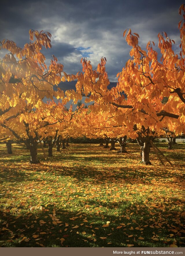 Fall in the cherry orchard. Naramata, BC Canada