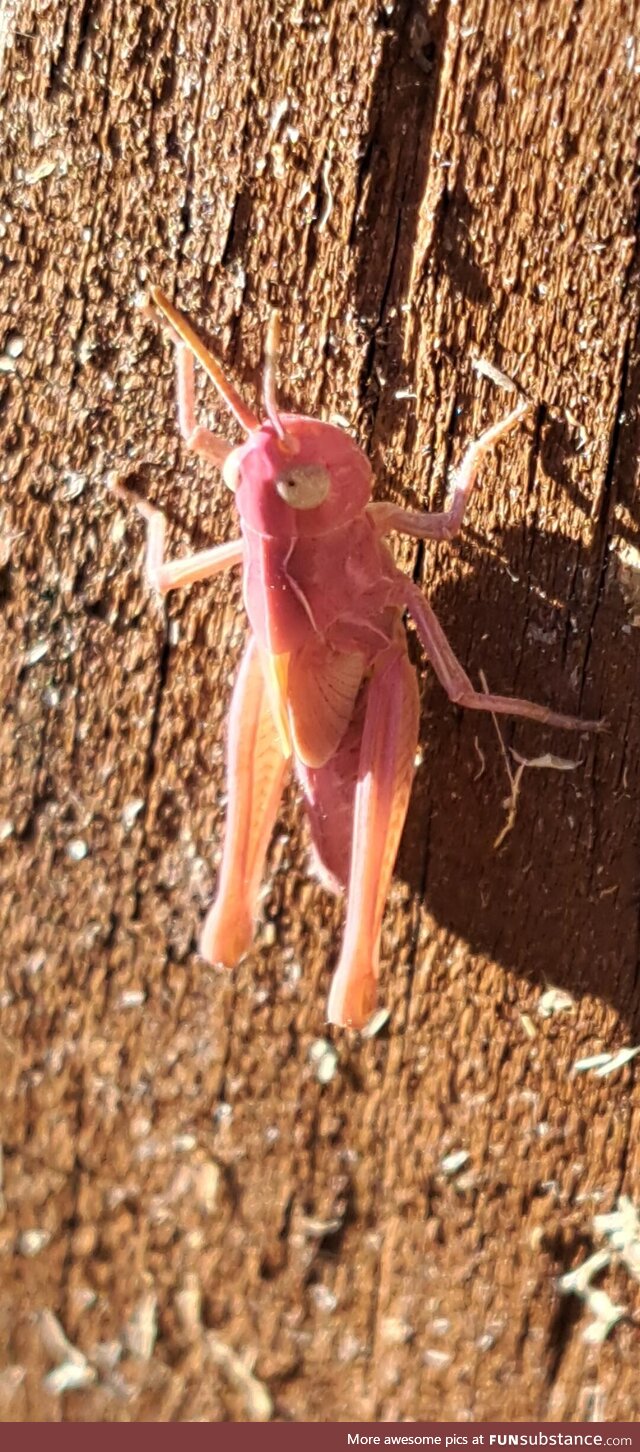 31 years old and today I learnt pink grasshoppers exist