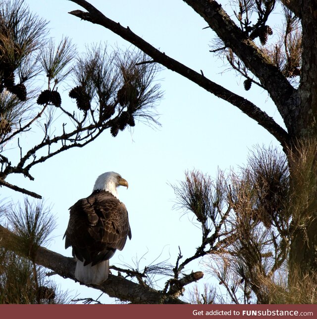 I spotted a Bald Eagle on the way home this afternoon