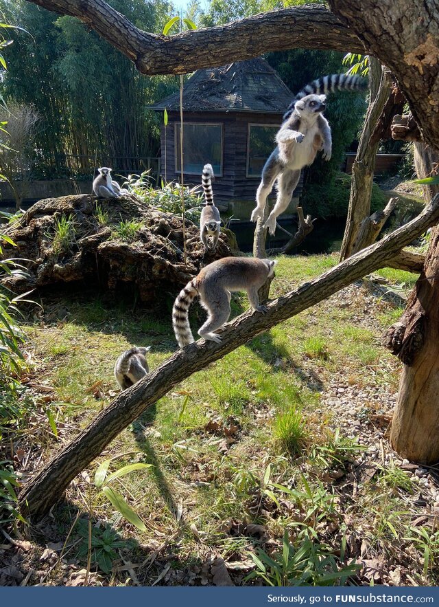 [OC] I accidentally had the perfect timing while taking this photo of Ring-tailed Lemurs