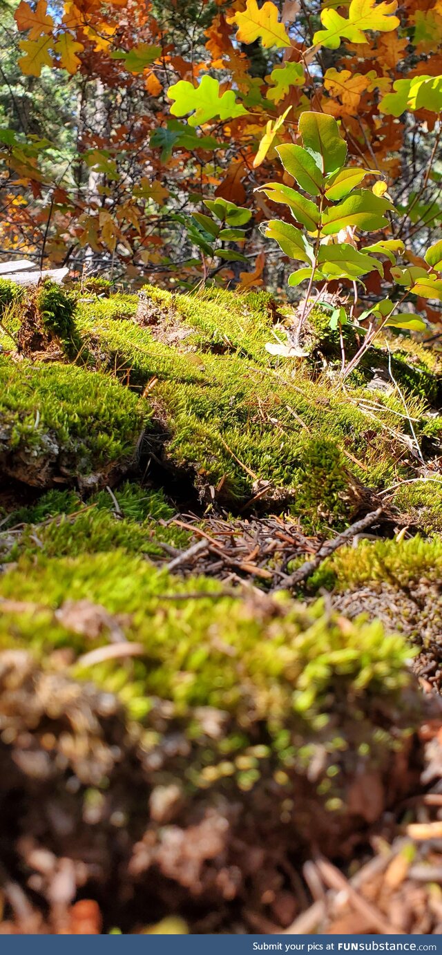 A picture that I took of some moss in the Rocky Mountains