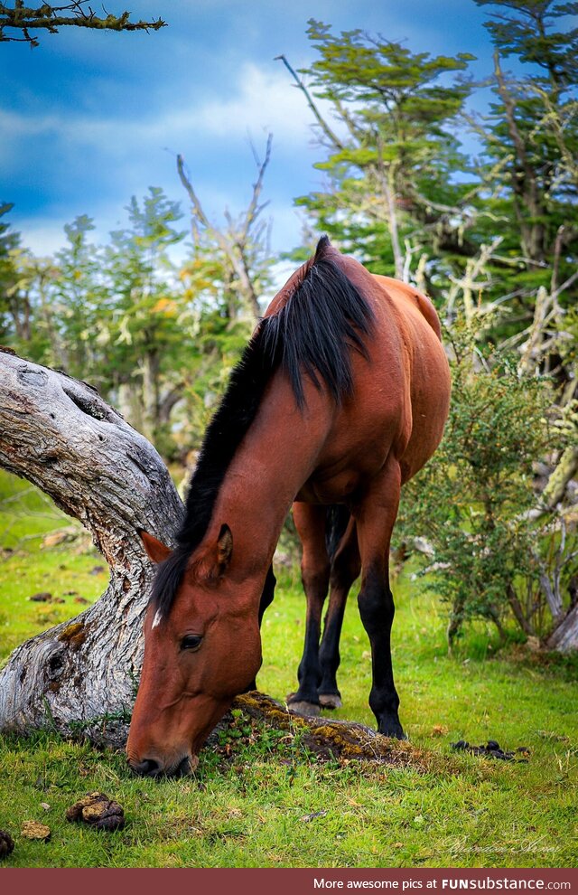 Just a picture of a horse in Patagonia