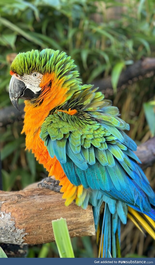 Photo of a parrot I took at a safari park