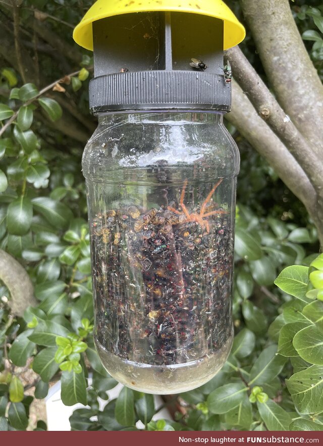 A fly trap I set a few weeks ago has turned into a pit of suffering for hundreds of flies