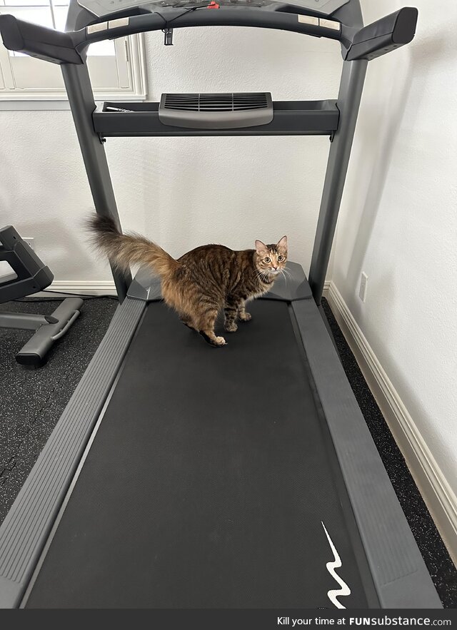 My cat likes to workout