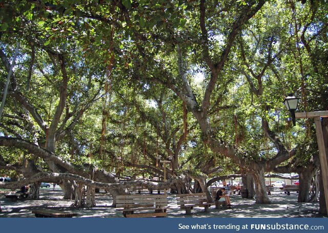 Here's hoping the Banyan in Lāhainā survives