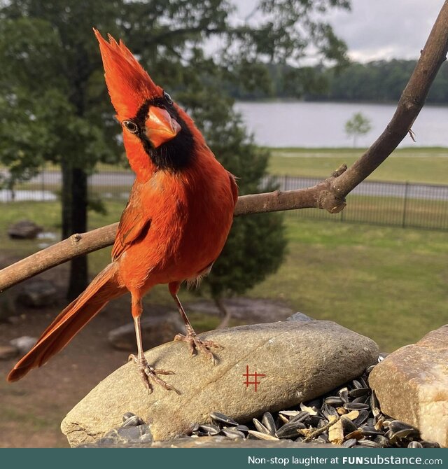 Cardinal pondering his next move