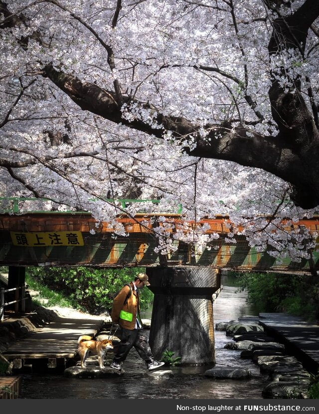 Spring in Japan [ OC ]