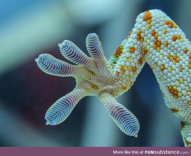 Gecko's feet are pretty cool