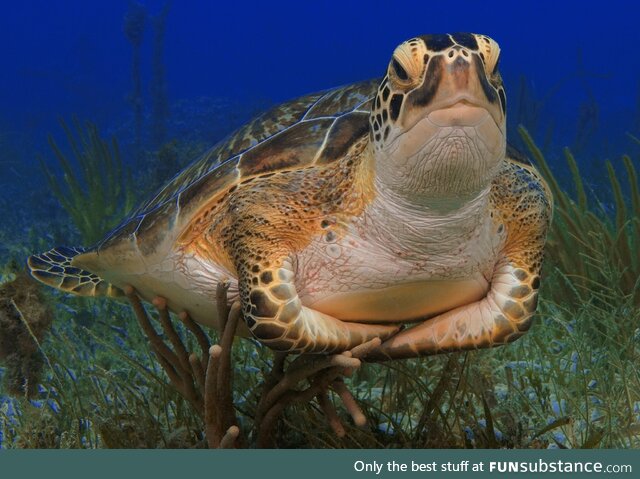 Judgmental turtle