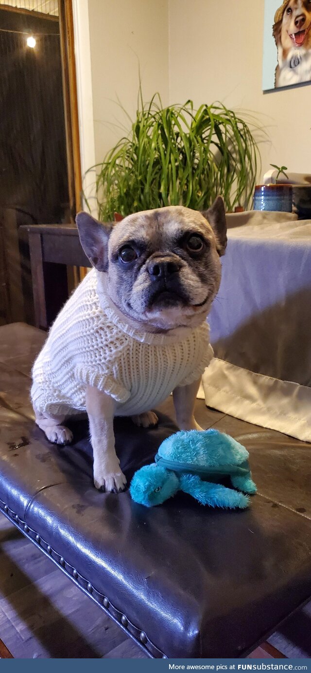 My pup Leia turned 6 today. She got a new sweater and a sea turtle for her birthday