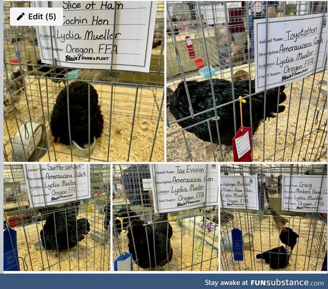 Introducing Dane County fair chickens: Swiffer Wet Jet, Tax Evasion, Toyotathon, Slice of