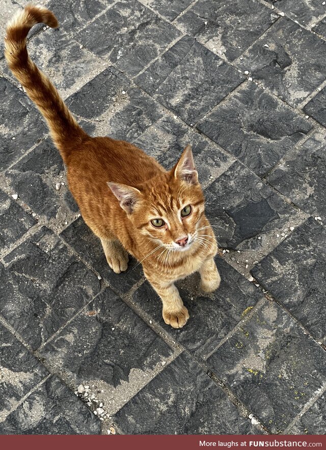 Saw this friendly little guy in the street yesterday