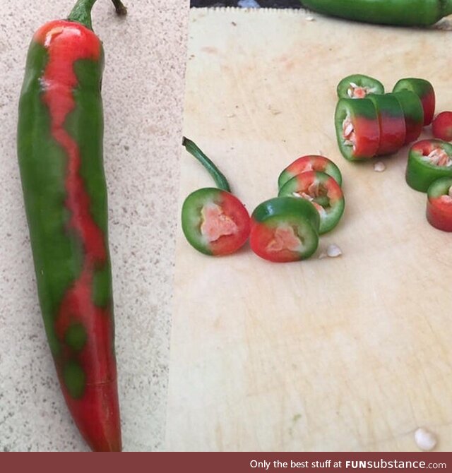 This pepper was ripening in a cool looking pattern of patches