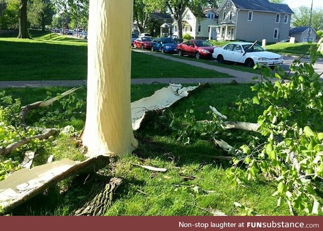 Lightning last night blew the bark off this tree