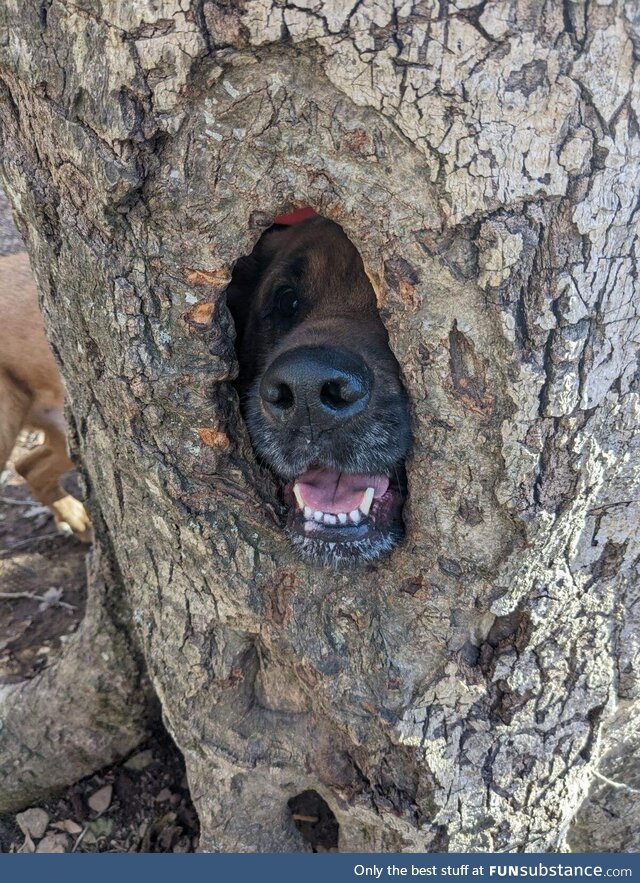 [OC] My Dog, Marmalade, Trying His Best to be a Squirrel