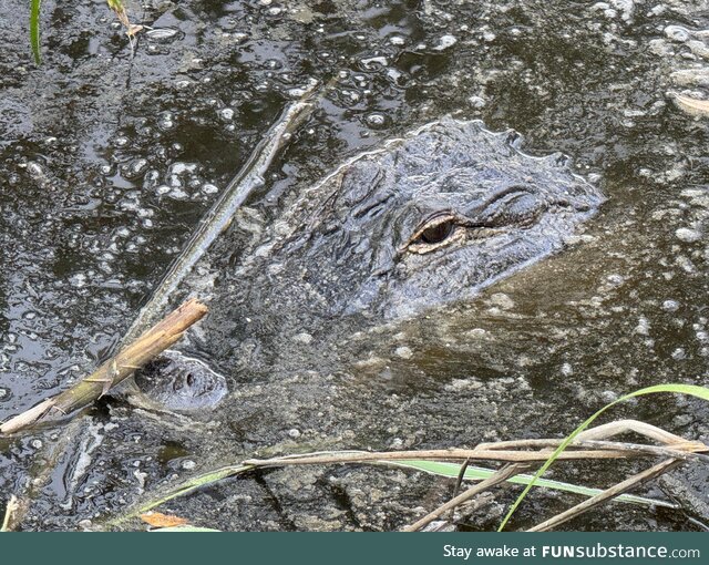 On my walk earlier…Alligator