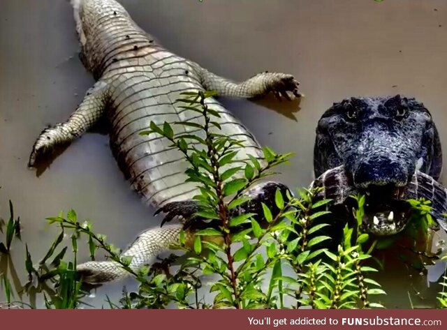 Caiman with another less alive caiman