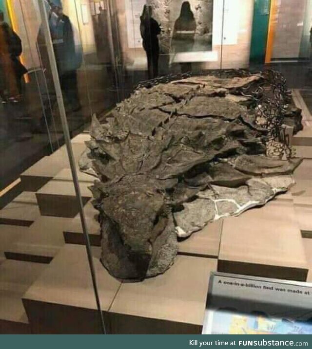 Millions year-old fossilized nodosaurus