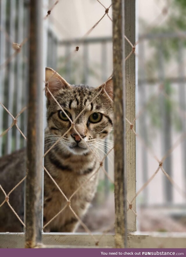 A cat outside my office