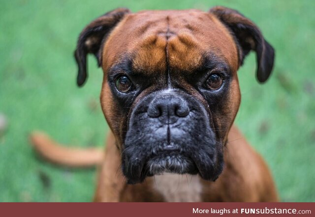 The cutest boxer dog I photo