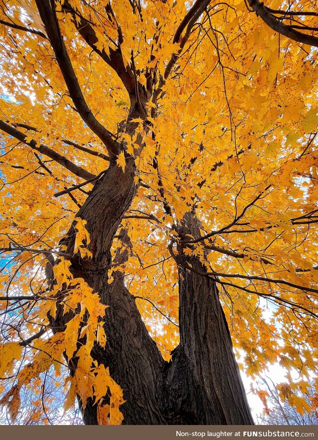 Maple tree in Michigan today