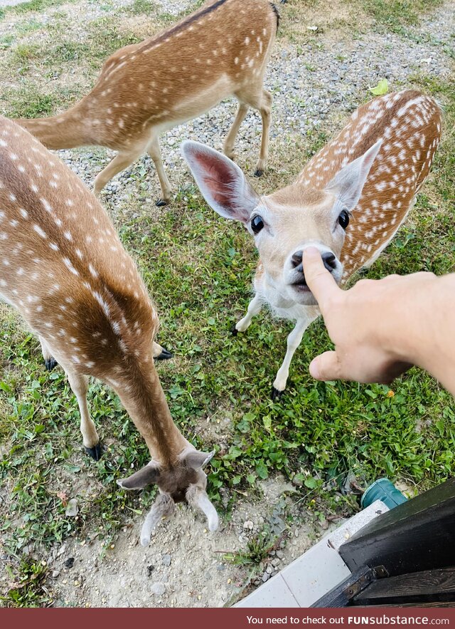 [OC] Booped a deer