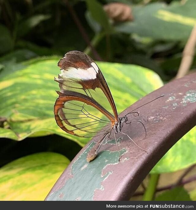 You can see right through this butterfly's wings